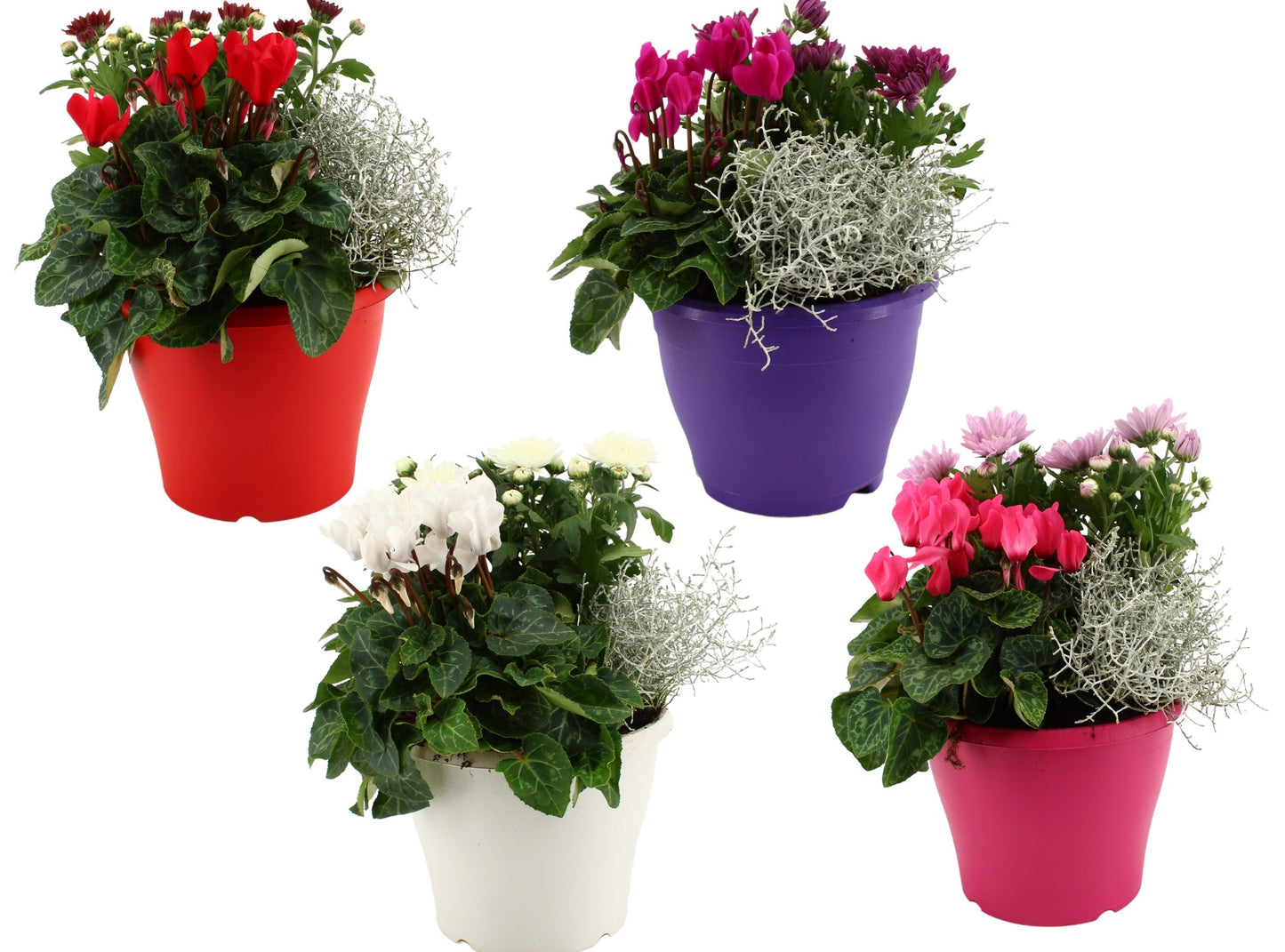 Bedding plants mixpot 30cm 19cm Pot