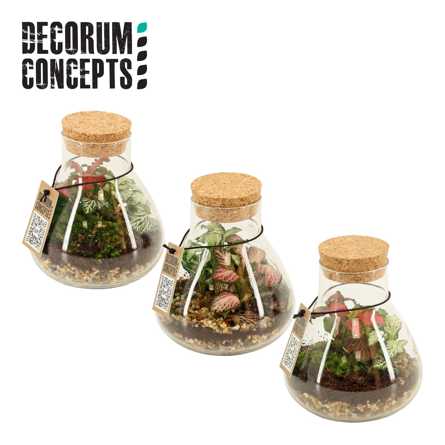 Duijn-Hove BV, kwekerij Indoor green arrangement Pack of 5