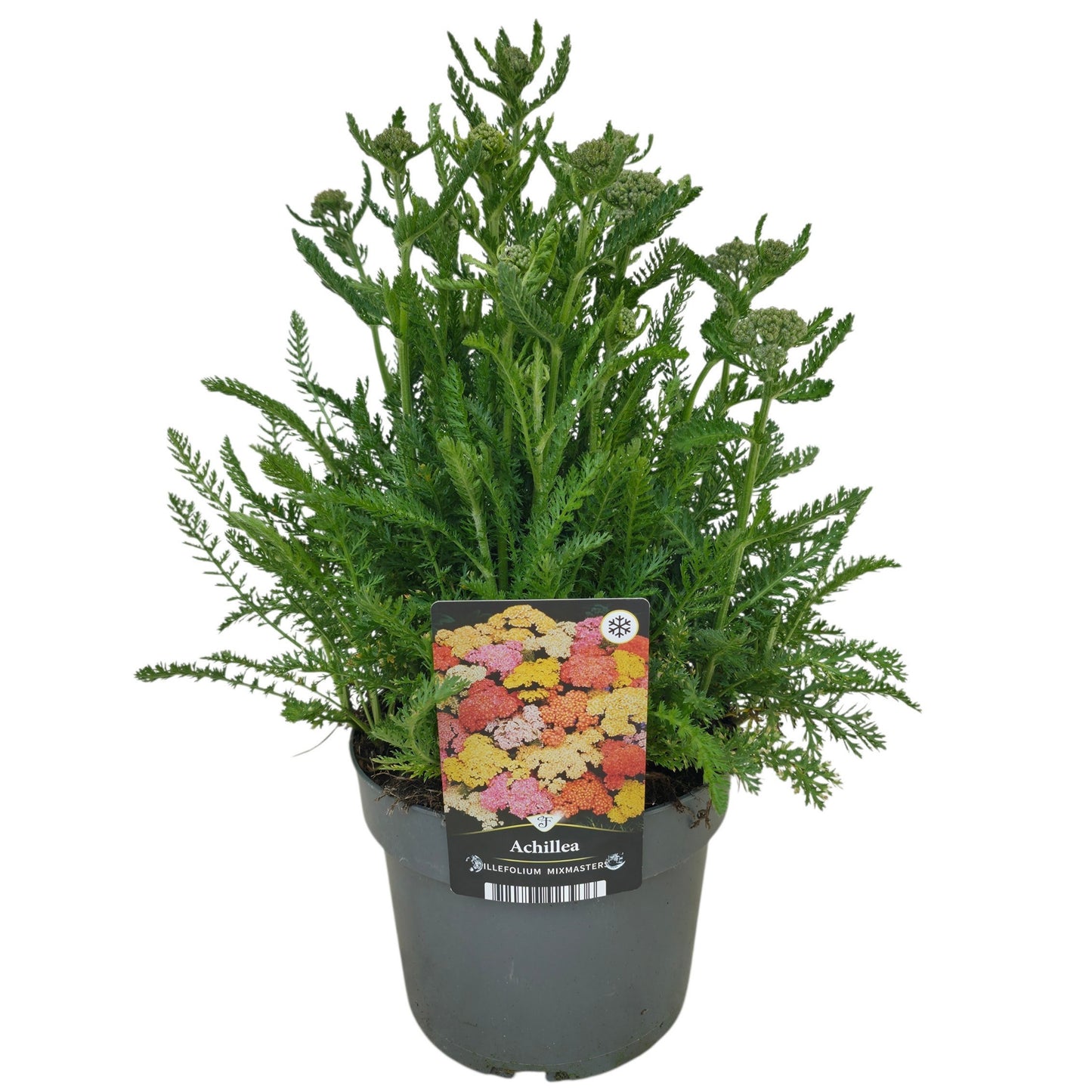 Achillea millefolium 55cm 17cm Pot