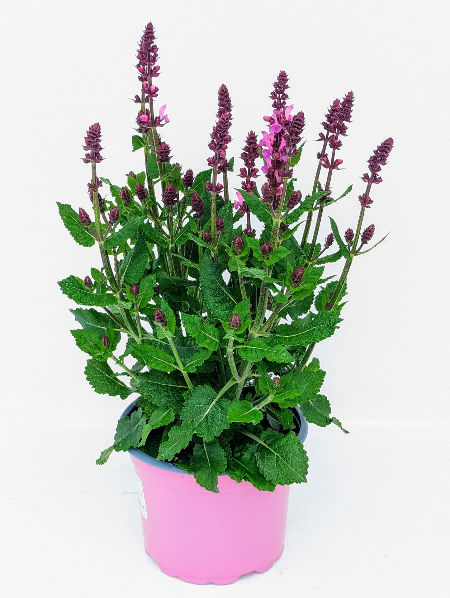 Salvia Rose Marvel 30cm 13cm Pot