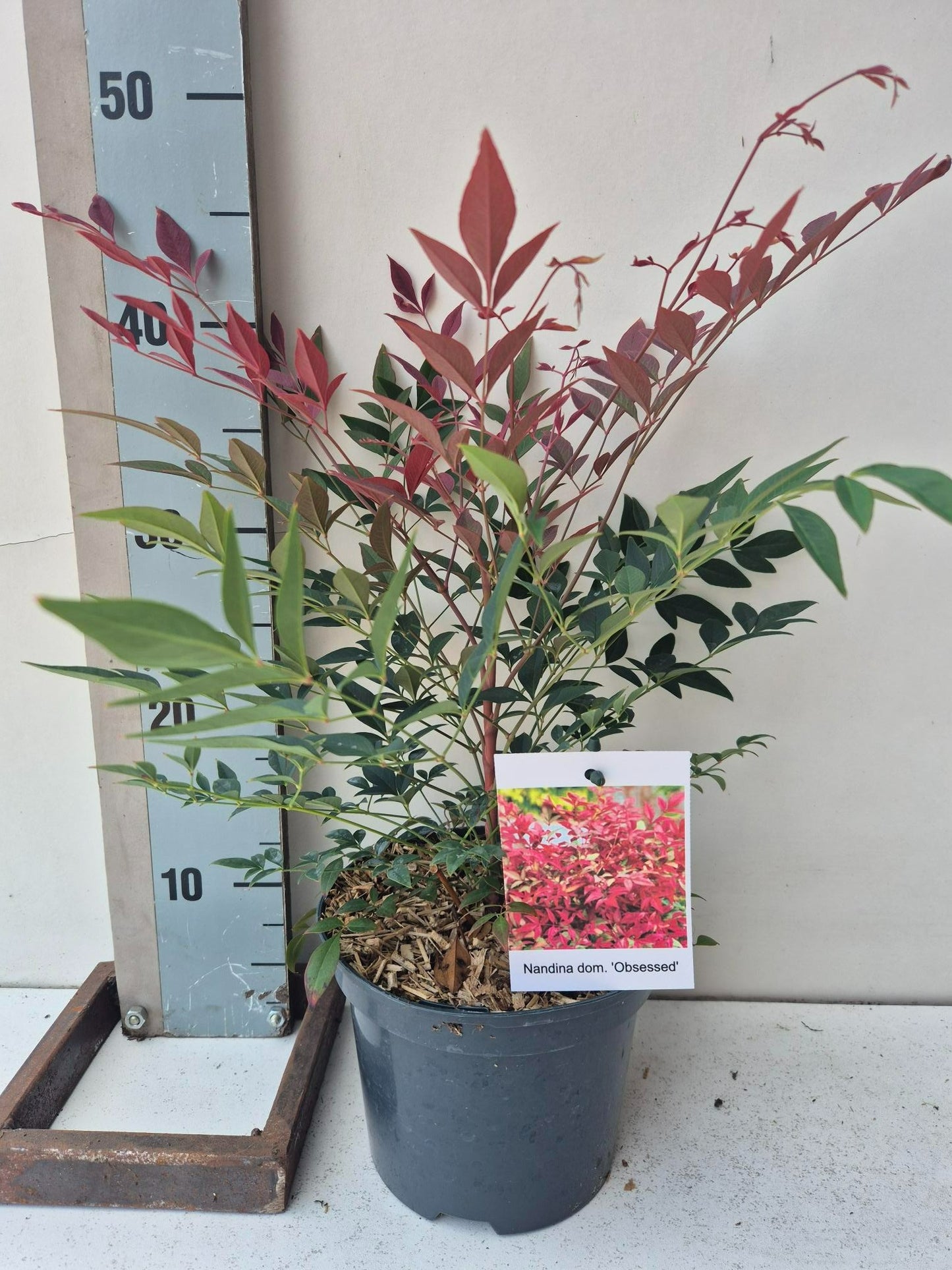 Nandina domestica Obsessed 45cm 17cm Pot