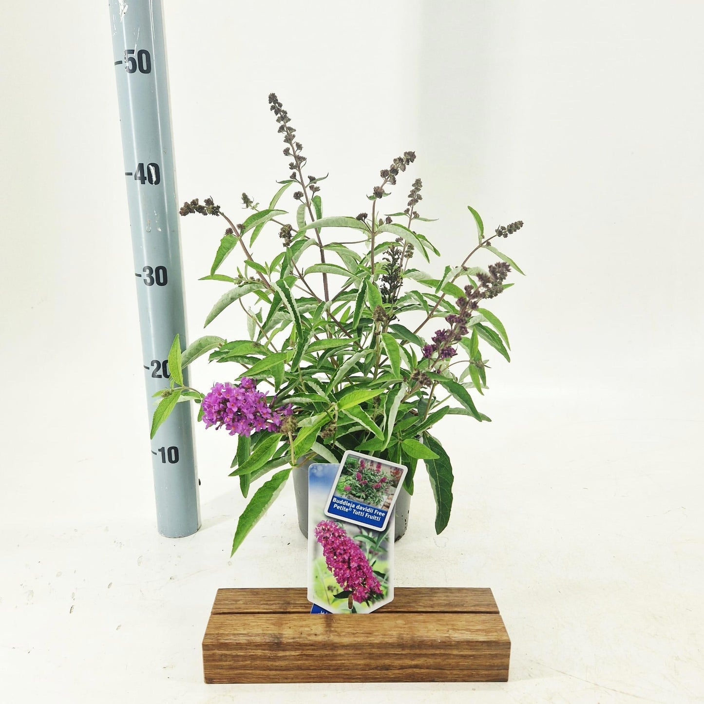 Buddleja Free Petite Tutti Frutti 20cm 17cm Pot