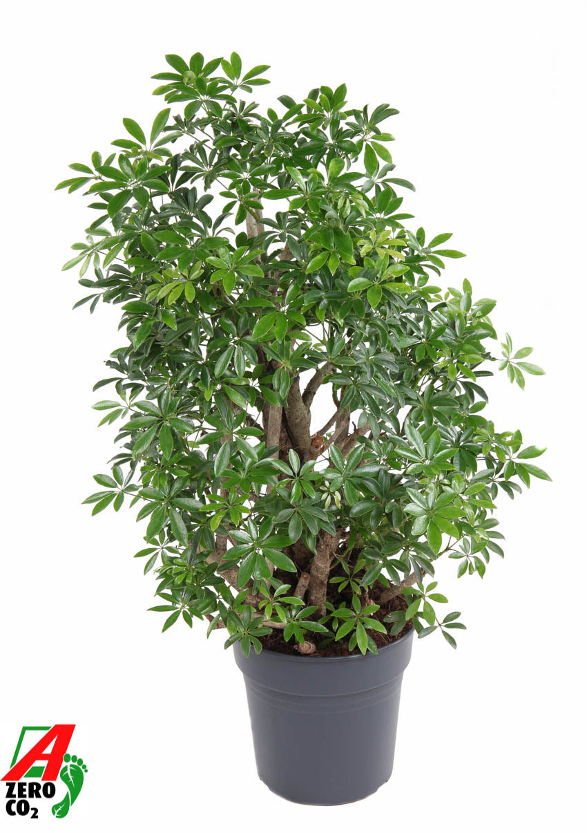Schefflera Luseana 80cm 27cm Pot