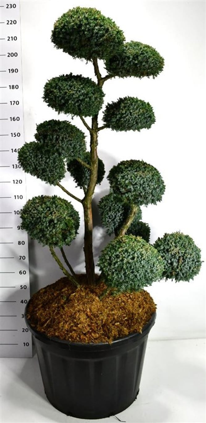 Juniperus Blue Alps 240cm 80cm Pot
