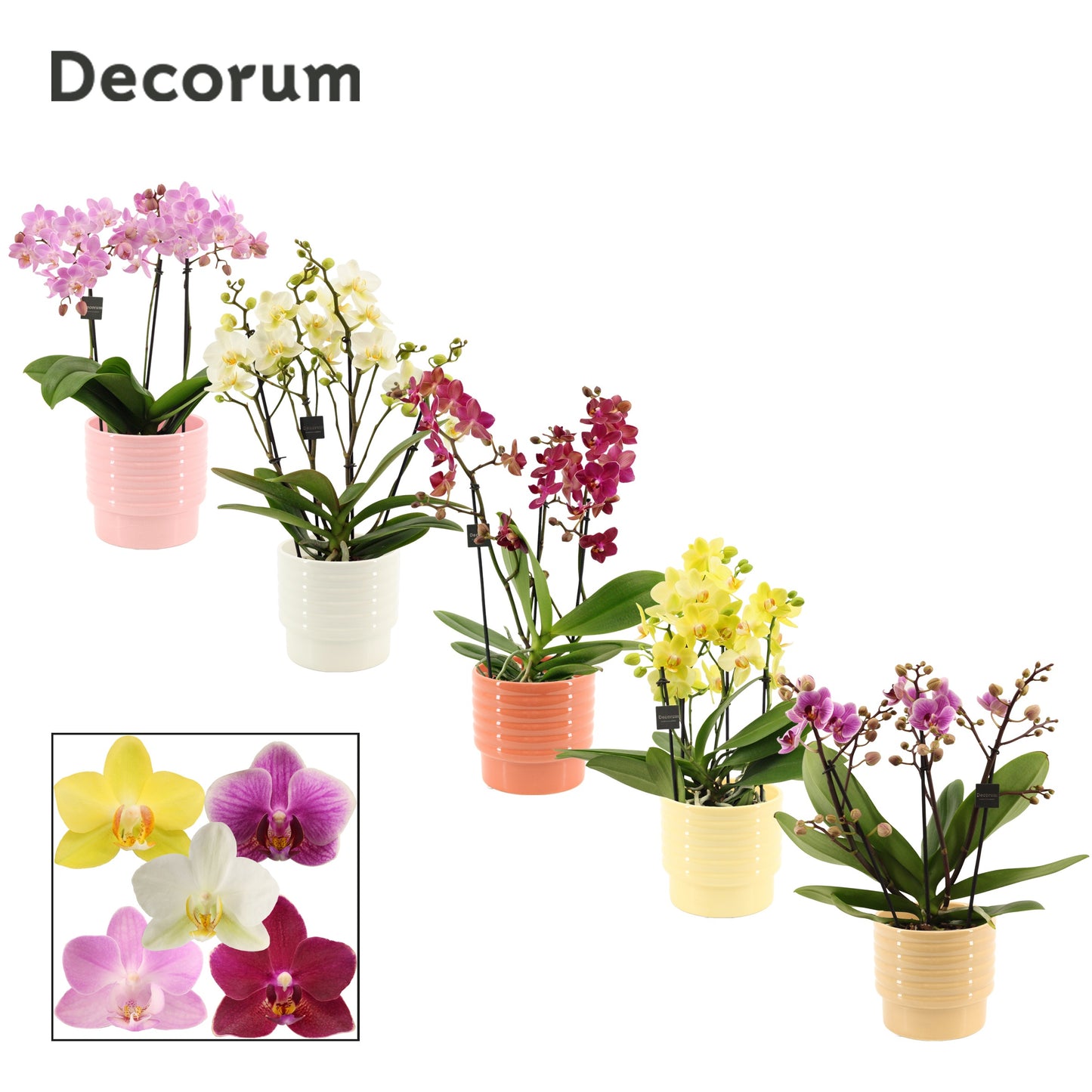 Phalaenopsis mix 35cm 12cm Pot