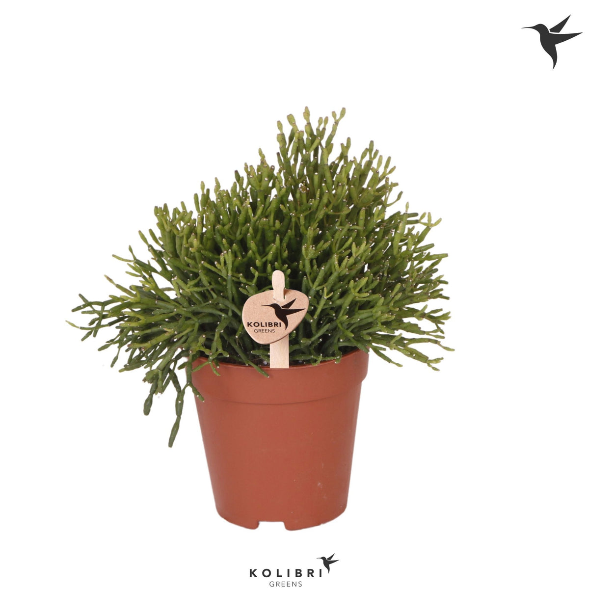 Hatiora 17cm 9cm Pot