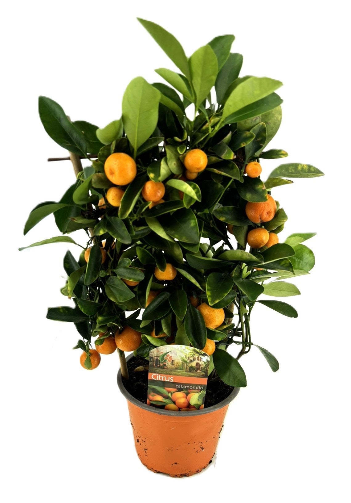 Citrus microcarpa 40cm 14cm Pot