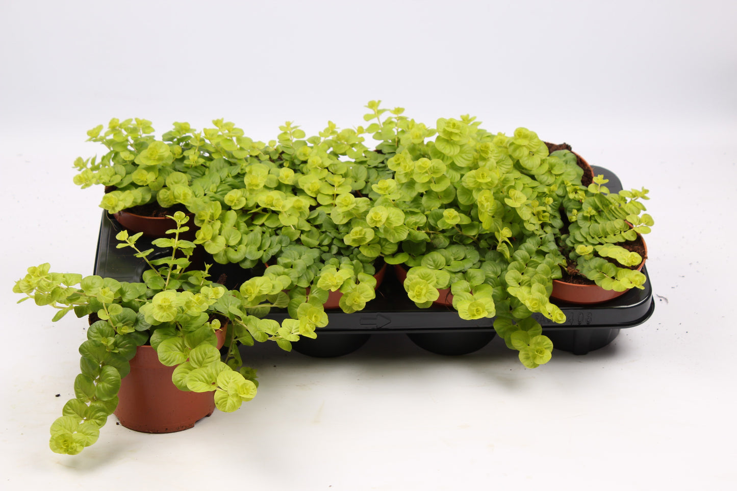 Lysimachia nummularia Aurea 20cm 13cm Pot