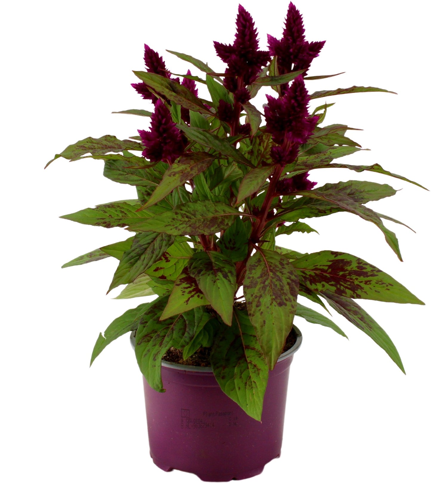 Adrichem Potplanten Celosia argentea Intenz+ Pack of 10
