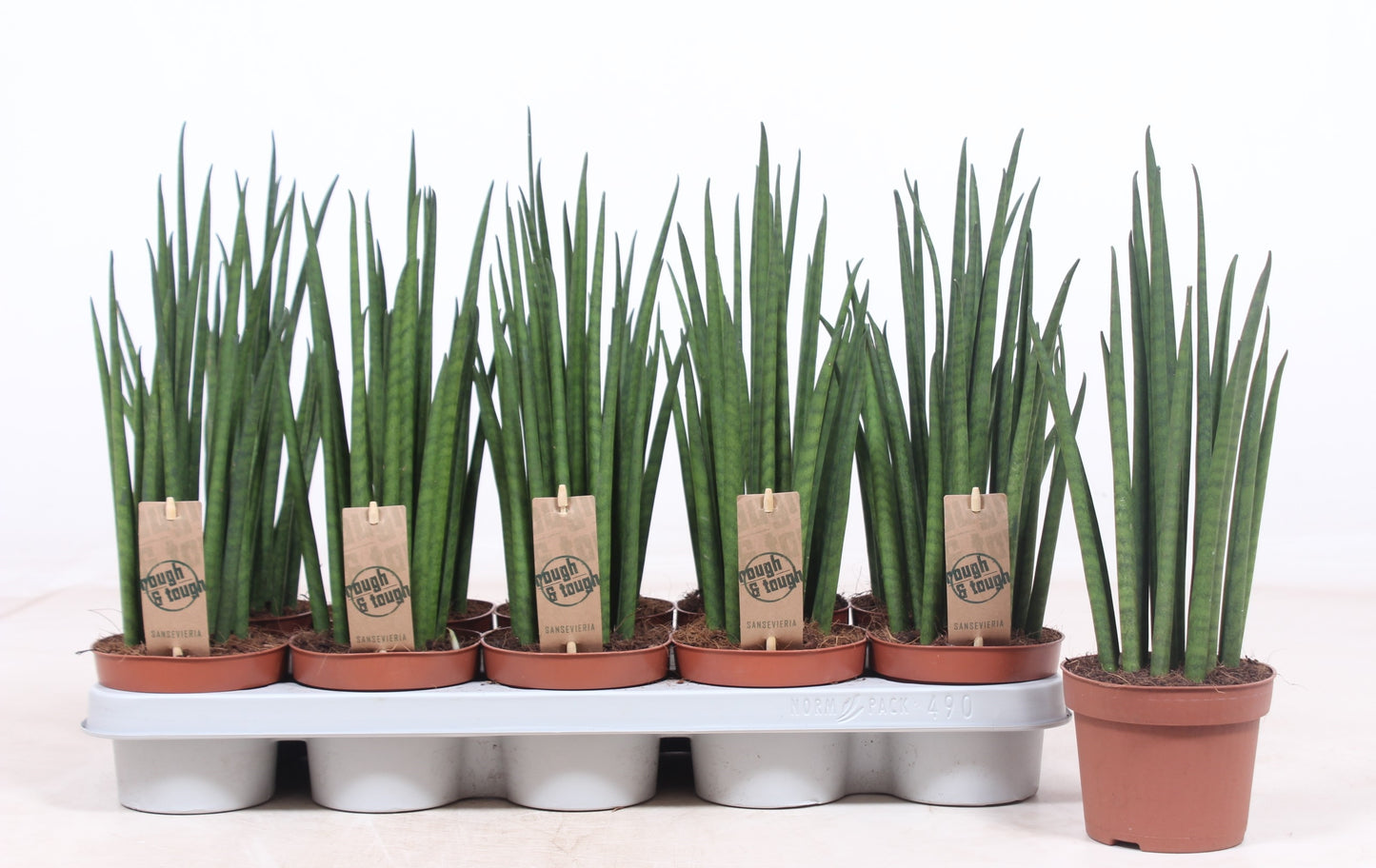 Fachjan BV Sansevieria bacularis Mikado Pack of 10