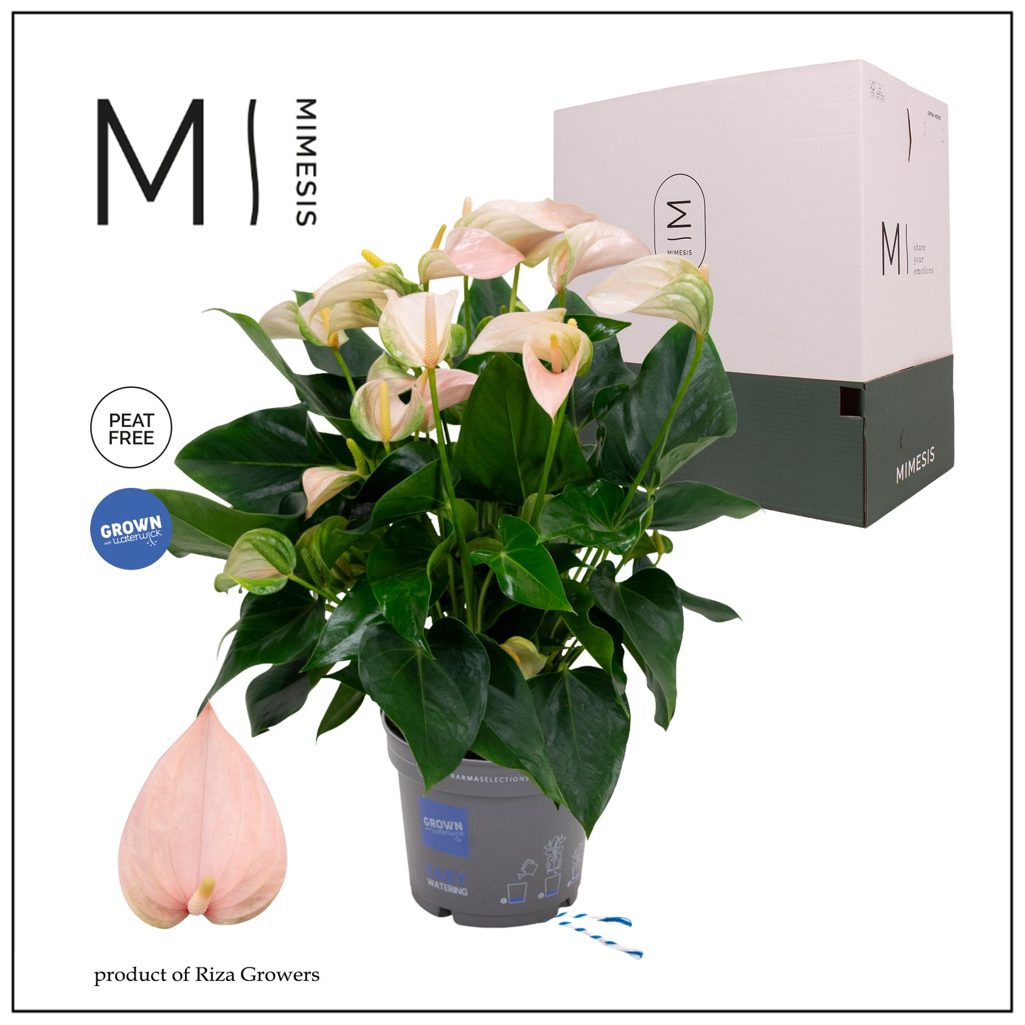 Riza Karma Plants Anthurium Joli Peach Pack of 6