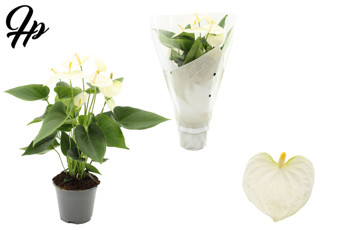 Anthurium Cocos in Christmas sleeve 45cm 14cm Pot
