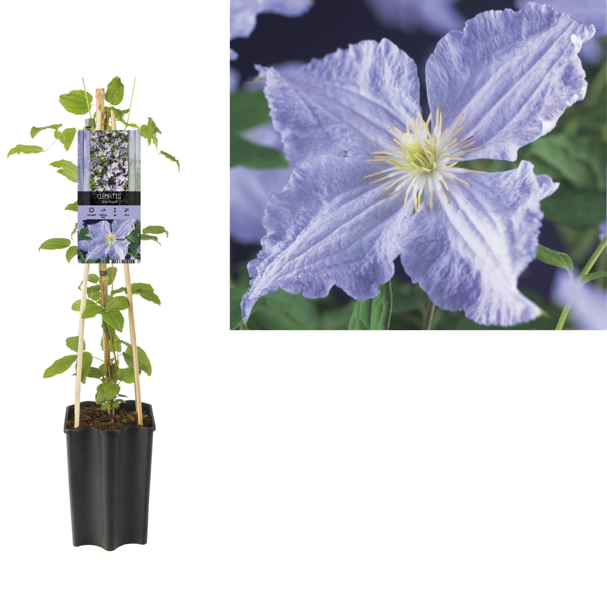 Clematis jac. Blekitny Aniol 65cm 15cm Pot