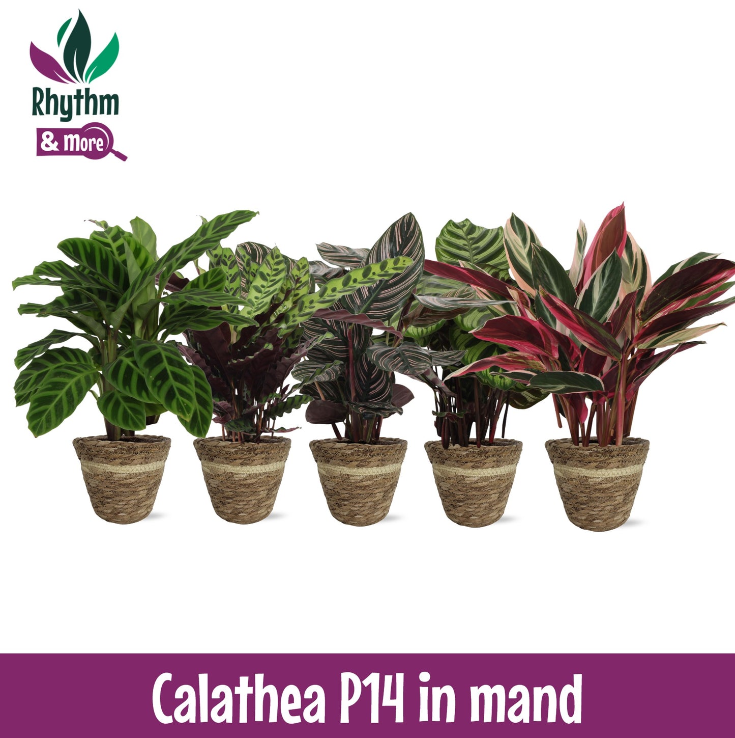 Valstar, Hkw. Gebr. Calathea mix (+ drp.Wood) Pack of 3