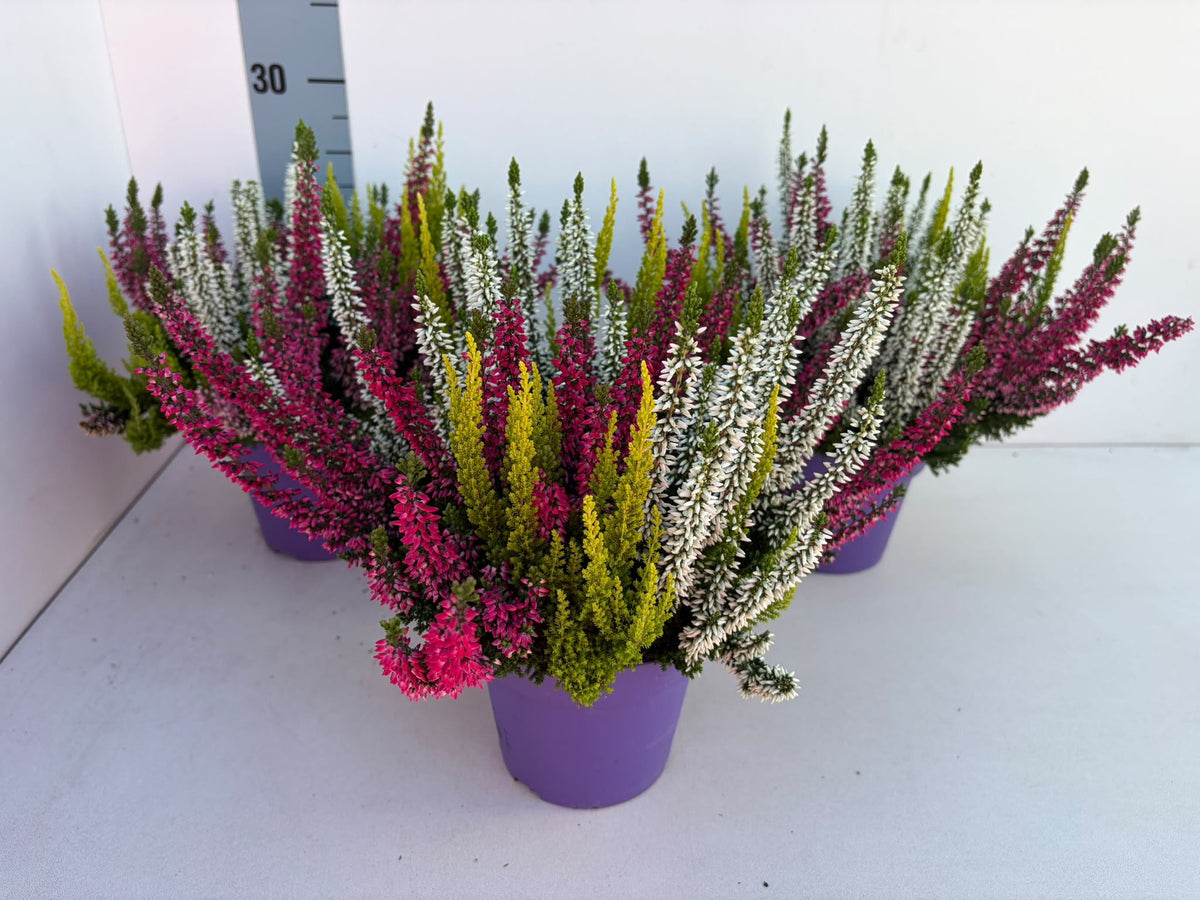 Calluna Beauty Ladies Pommes trio 30cm 13cm Pot