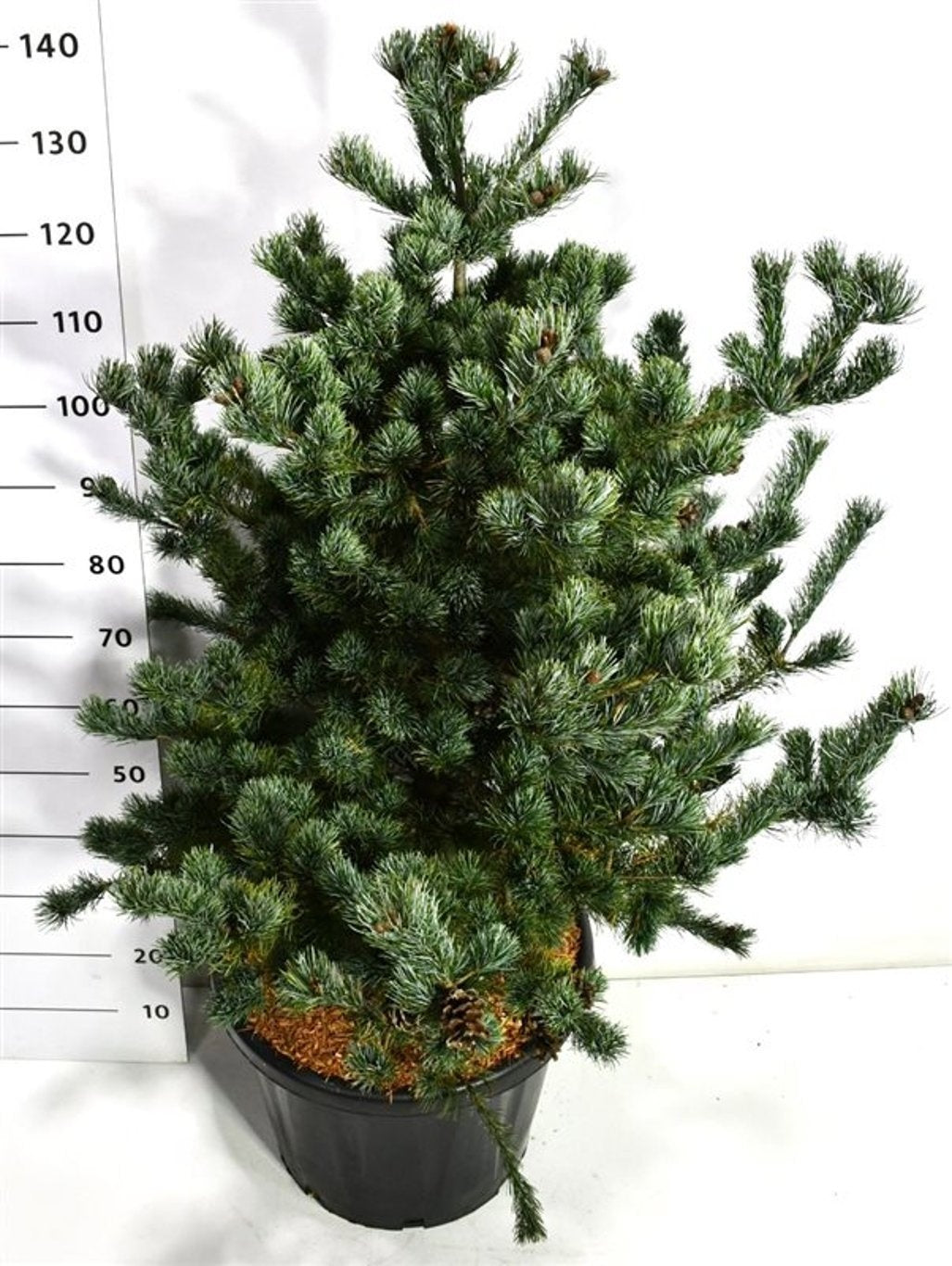 Pinus par. Tempelhof 150cm 48cm Pot