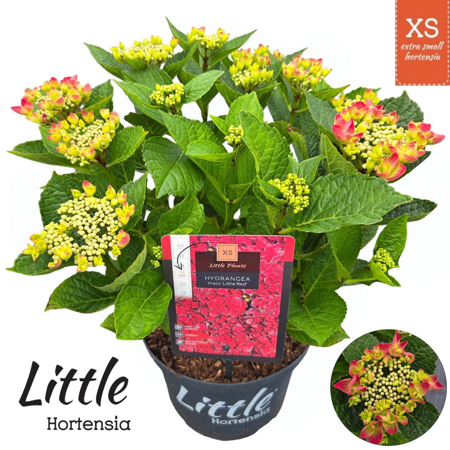 Hydrangea macr. Little Red 45cm 23cm Pot