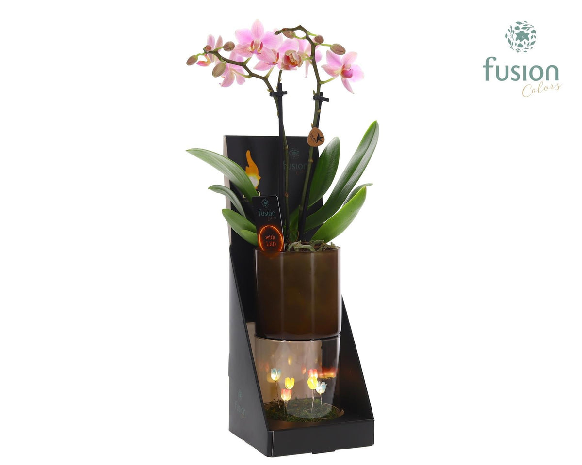 Glas tube Led planter bloemen groot met Phalaenopsis 43cm 11cm Pot