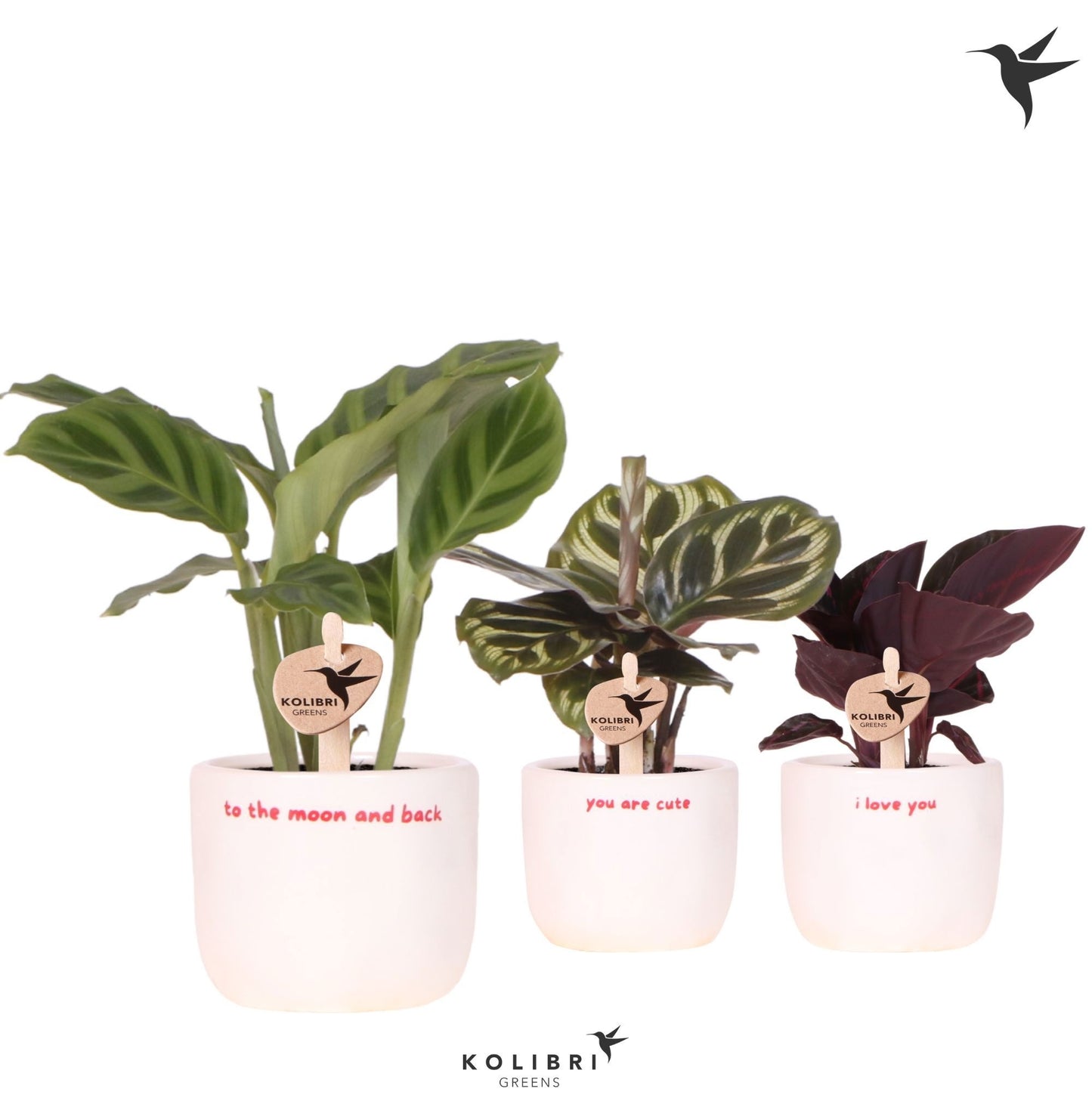 Calathea mix 16cm 6cm Pot