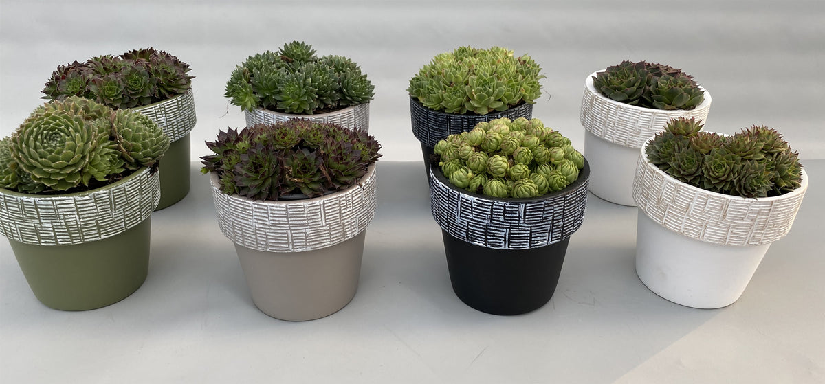 Sempervivum mix 5cm 10cm Pot
