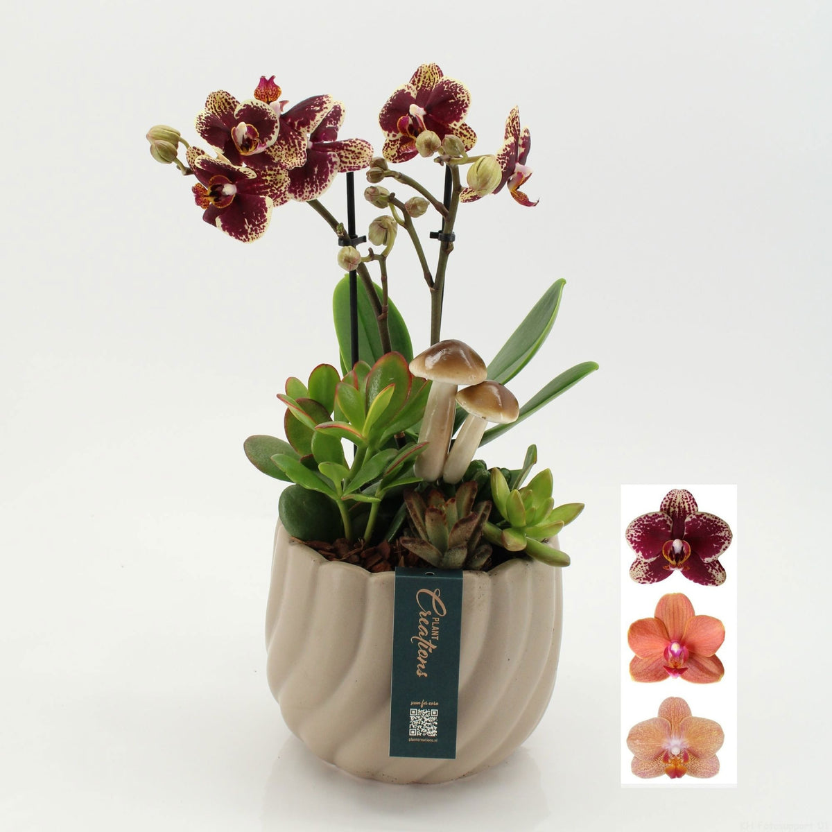 PHALHE-2611 Autumn Phalaenopsis 45cm 17cm Pot