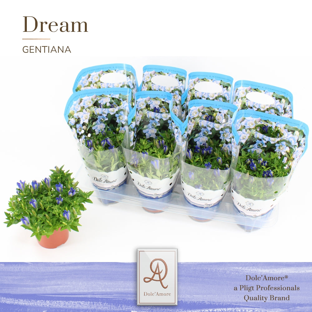 Gentiana sc. Luis Blue 16cm 12cm Pot