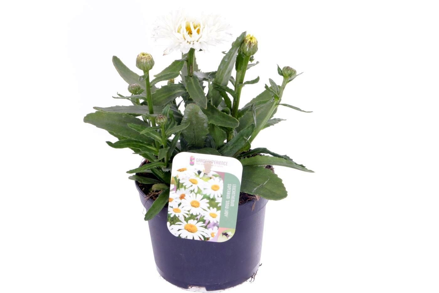 Leucanthemum Western Star Leo 25cm 13cm Pot