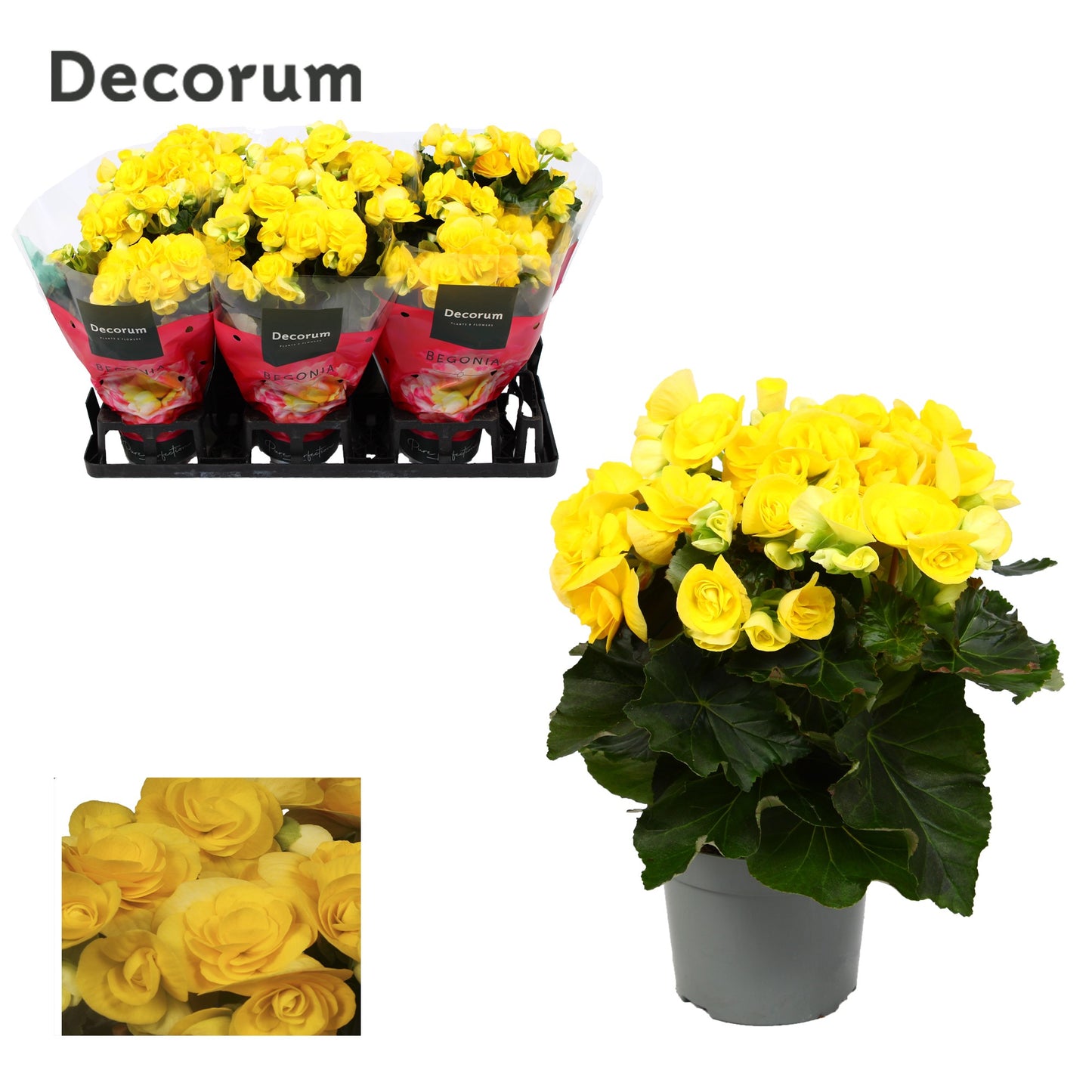 Begonia elatior Rebecca 32cm 13cm Pot