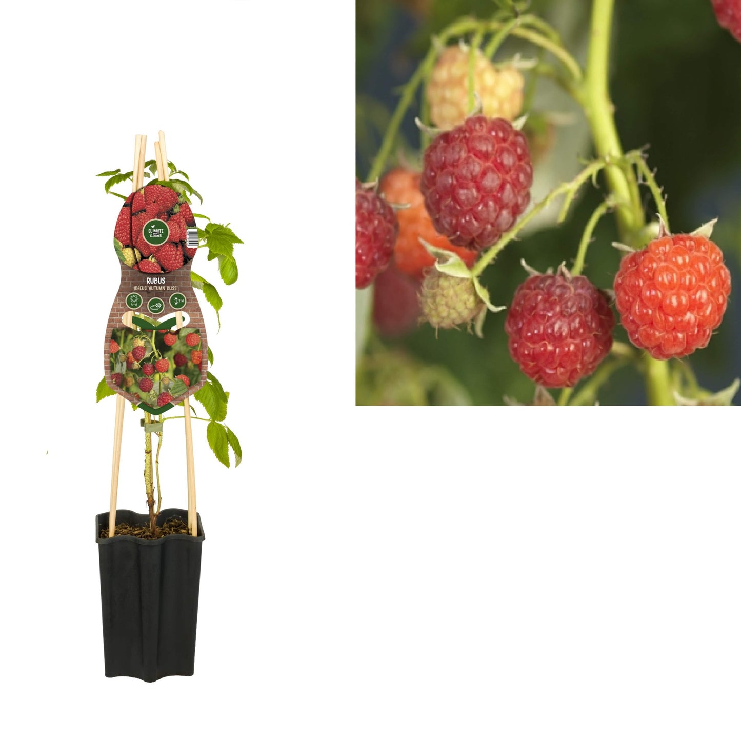 Rubus Autumn Bliss (Fall-bearing Blackberry) 65cm 15cm Pot