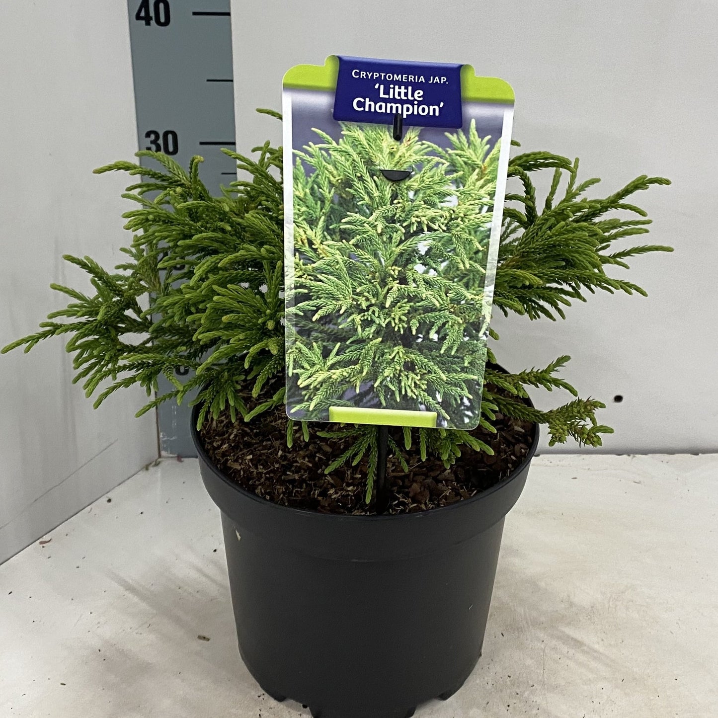 Cryptomeria japonica mix 30cm 23cm Pot