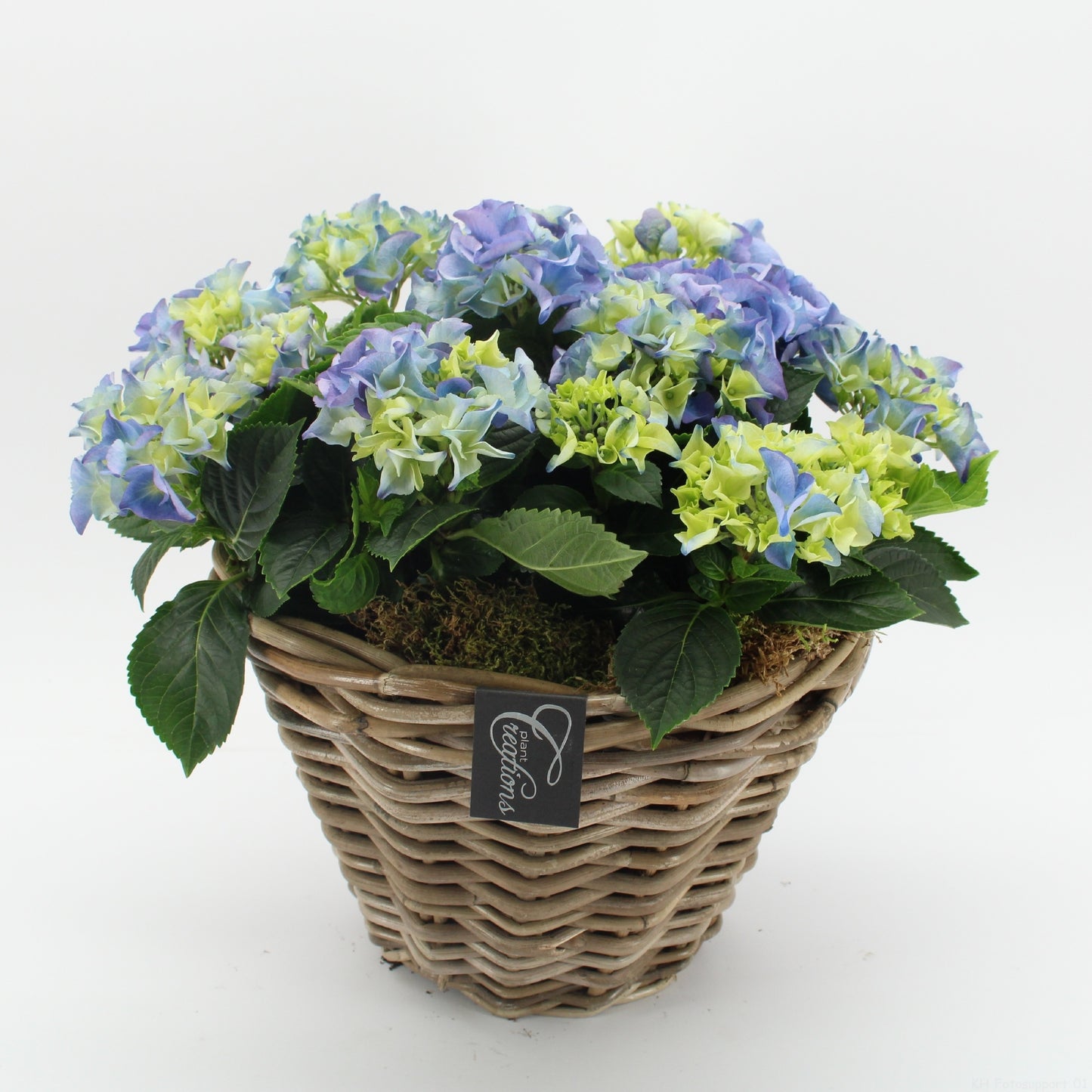 KHCR-2612B Hydrangea creations 40cm 29cm Pot