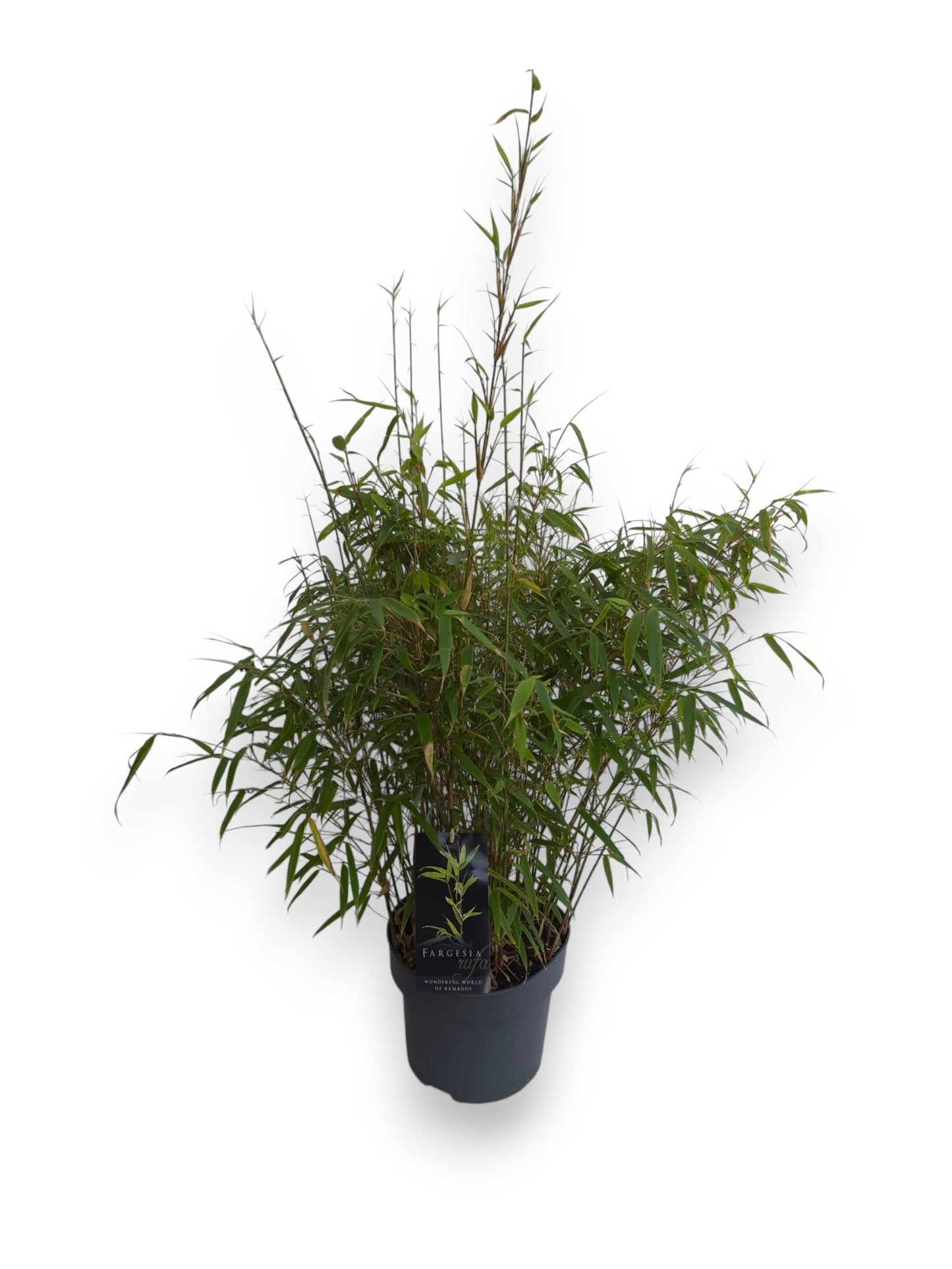 Fargesia rufa 90cm 23cm Pot