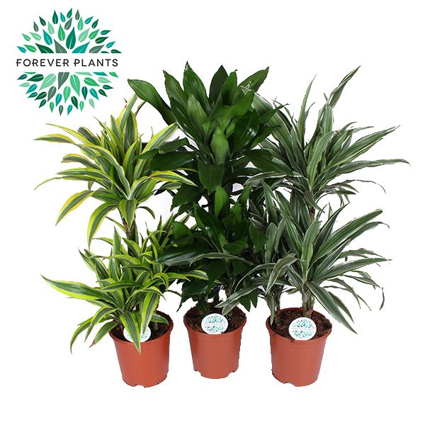 Dracaena fragrans Deremensis mix 100cm 21cm Pot
