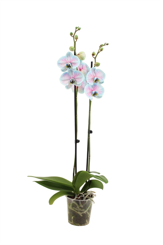 Phalaenopsis Hybrid 55cm 12cm Pot