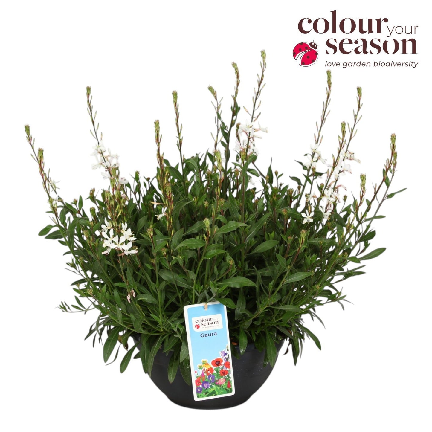 Gaura lindheimeri 50cm 30cm Pot