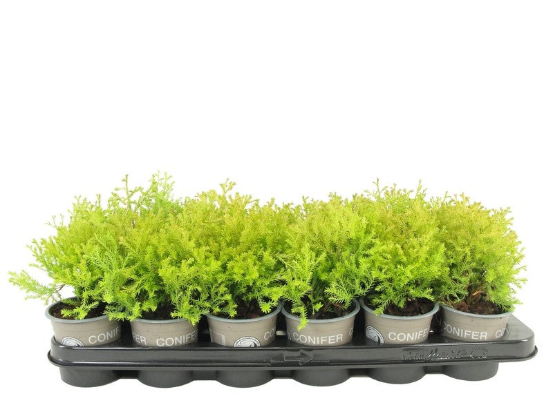 Thuja occidentalis Rheingold 13cm 9cm Pot