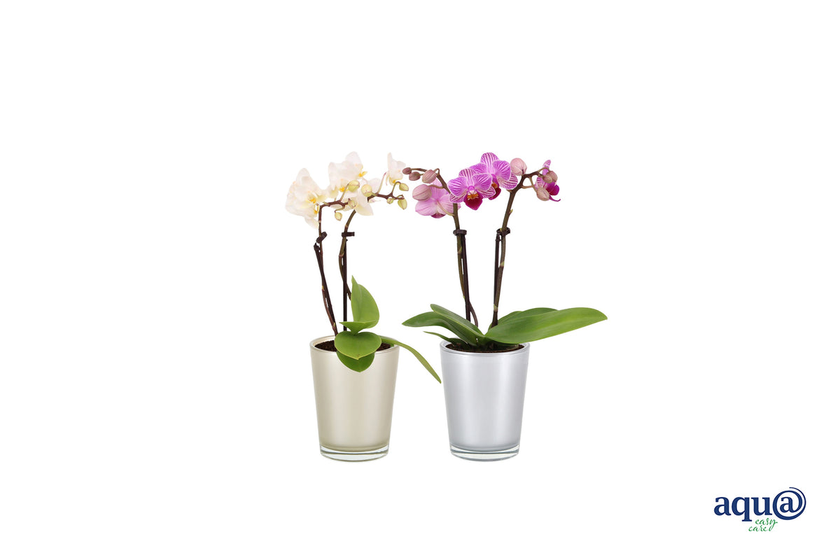 Phalaenopsis hybrid 17cm 6cm Pot