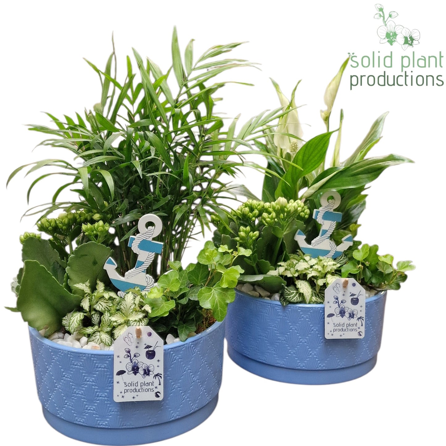 Solid Plant Productions SC003 Loes Blue Mix Pack of 4