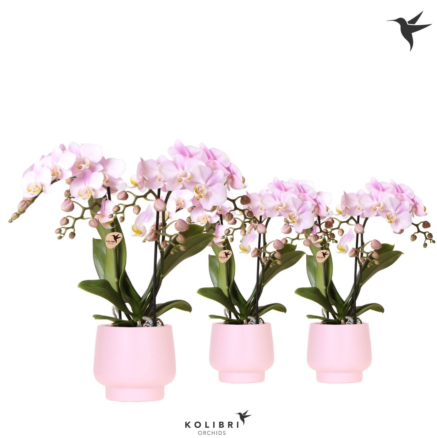 Phalaenopsis pink 40cm 9cm Pot