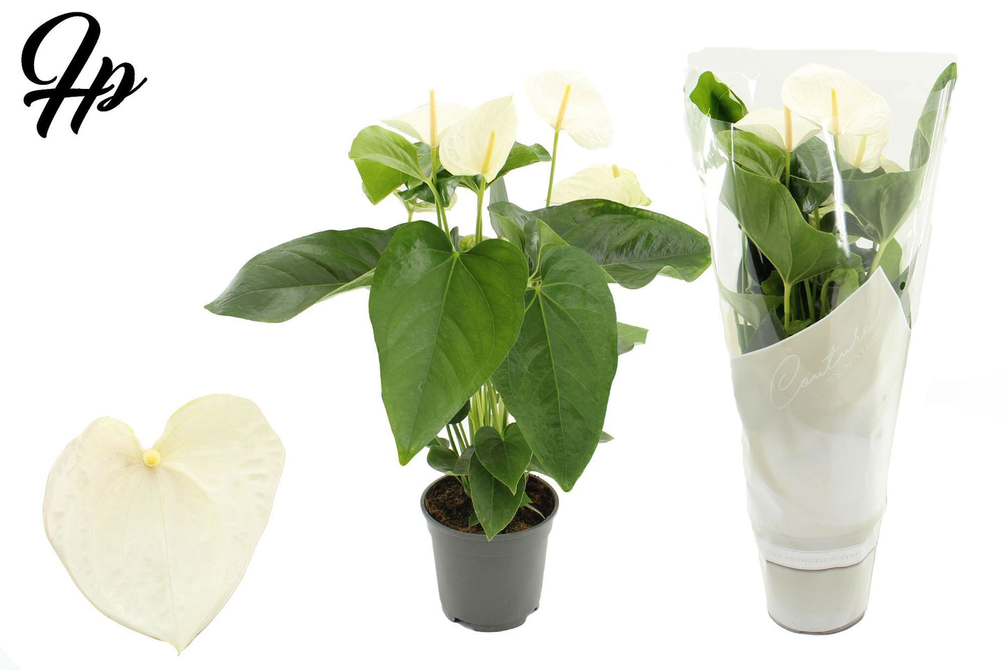Anthurium Alaska 57cm 17cm Pot