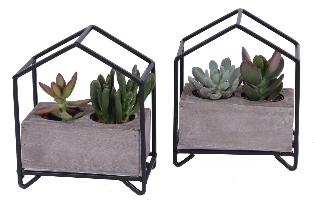 Succulent mix 19cm 16cm Pot