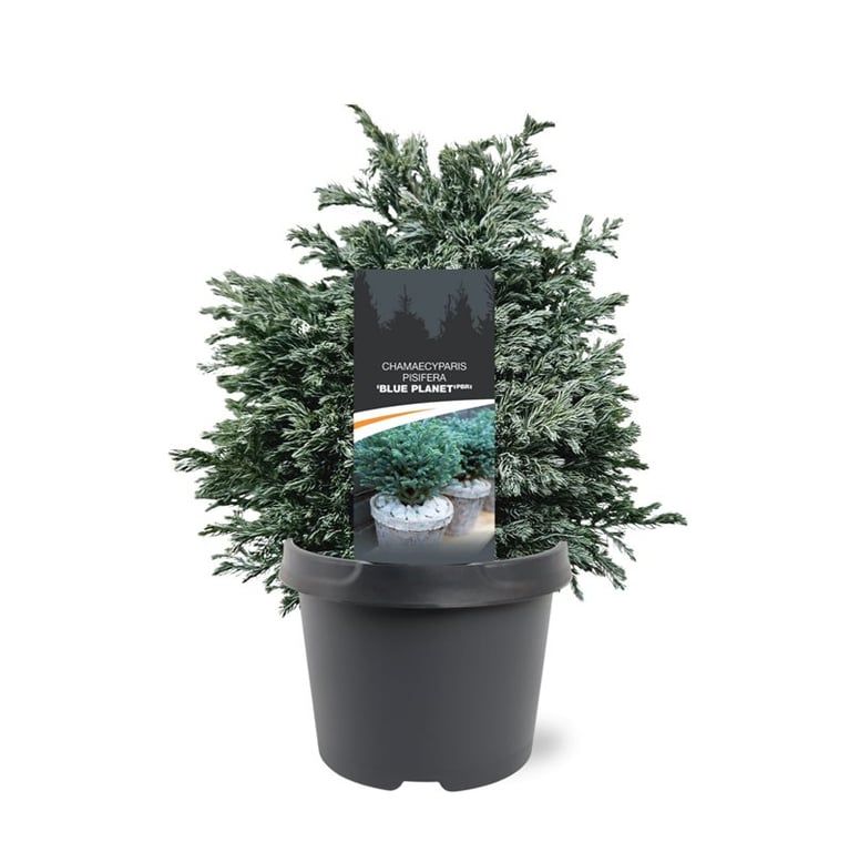 Chamaecyparis Blue Planet 30cm 19cm Pot