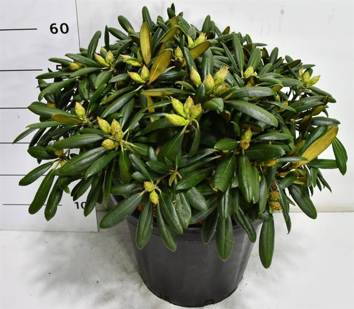 Rhododendron Kalinka 70cm 38cm Pot