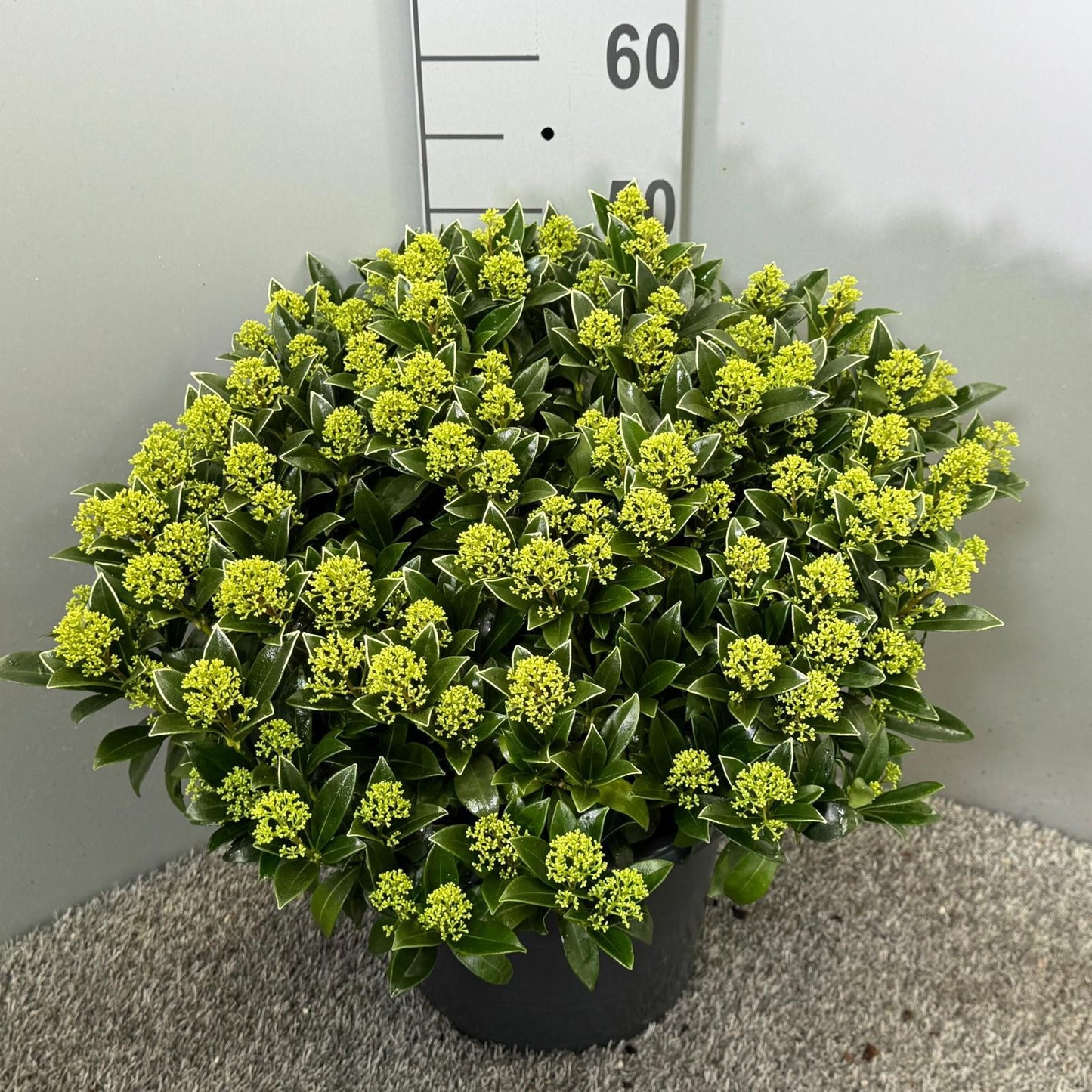 Skimmia japonica White Dwarf 45cm 31cm Pot