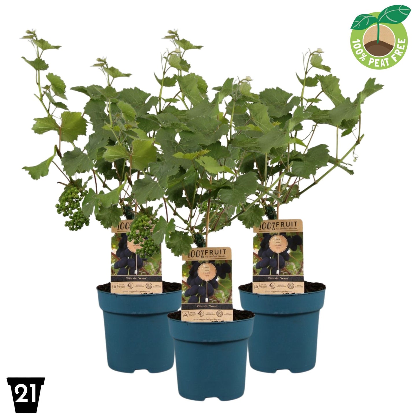 Vitis vinifera Venus 65cm 21cm Pot