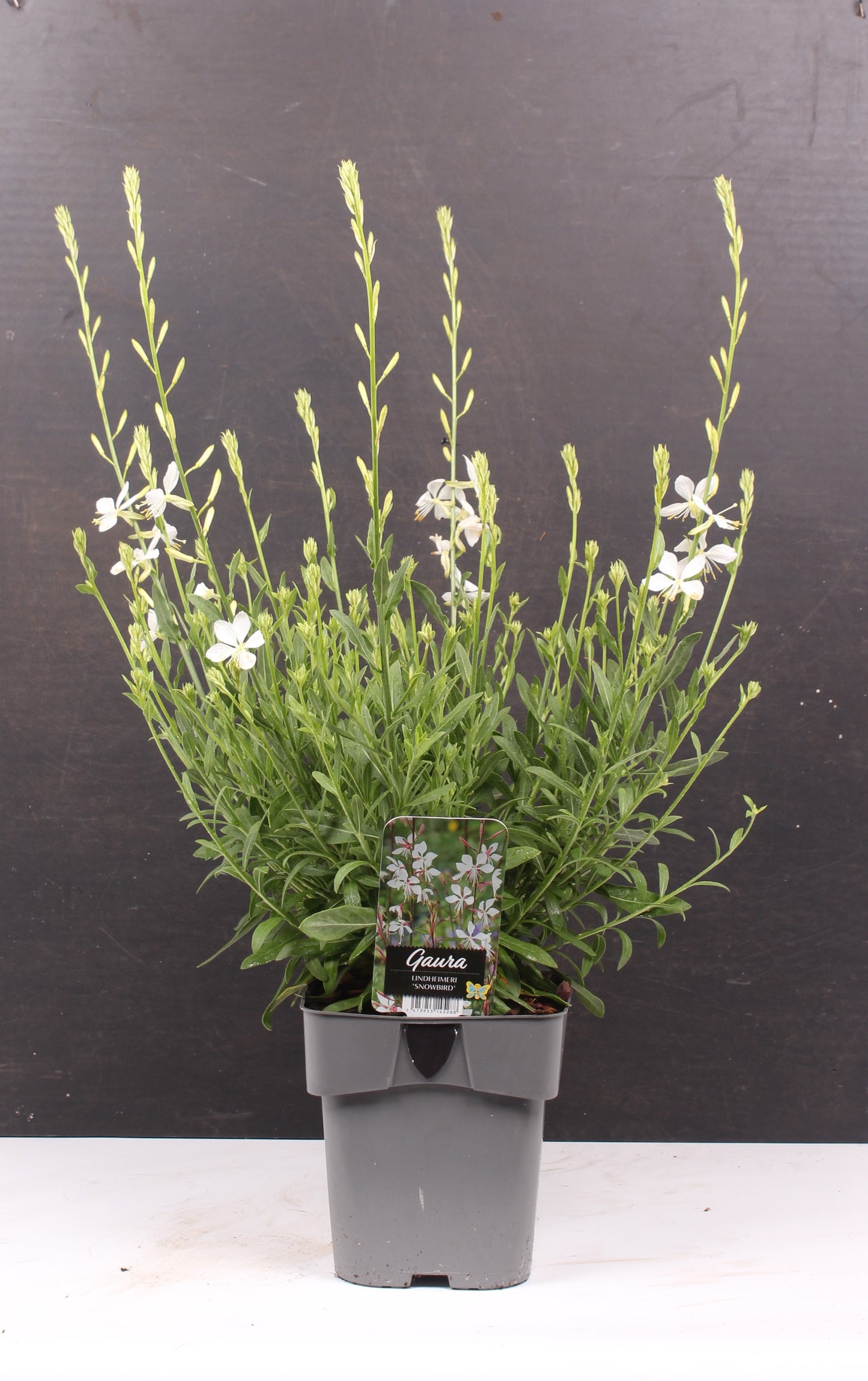 Gaura lindheimeri 55cm 17cm Pot