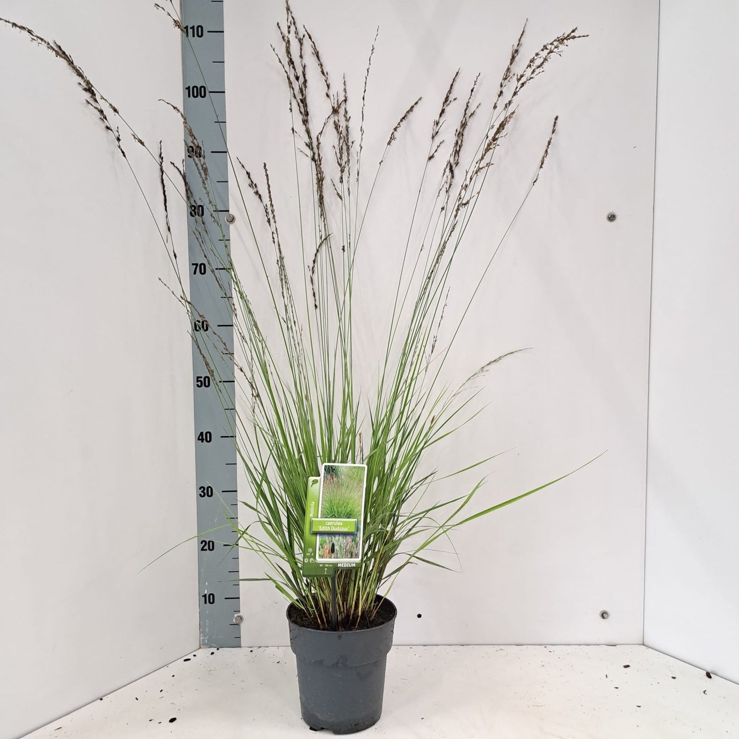 Molinia Edith Dudszus 30cm 19cm Pot