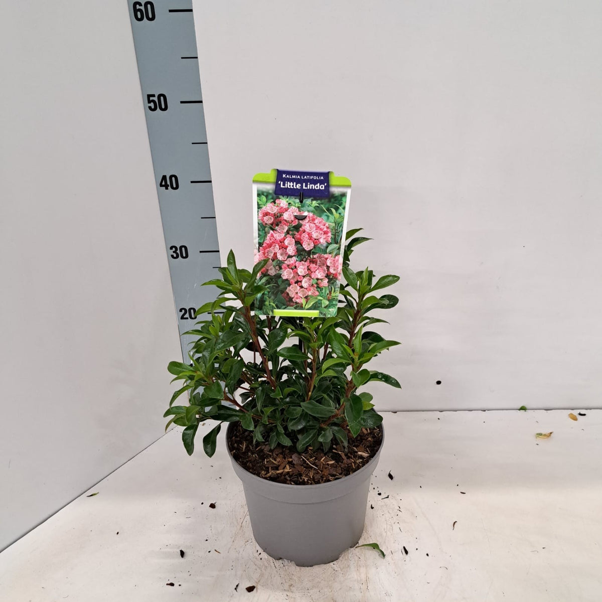 Kalmia latifolia 30cm 19cm Pot