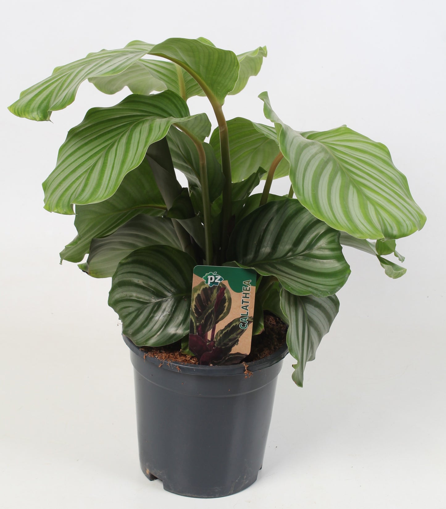 Calathea Orbifolia 65cm 21cm Pot