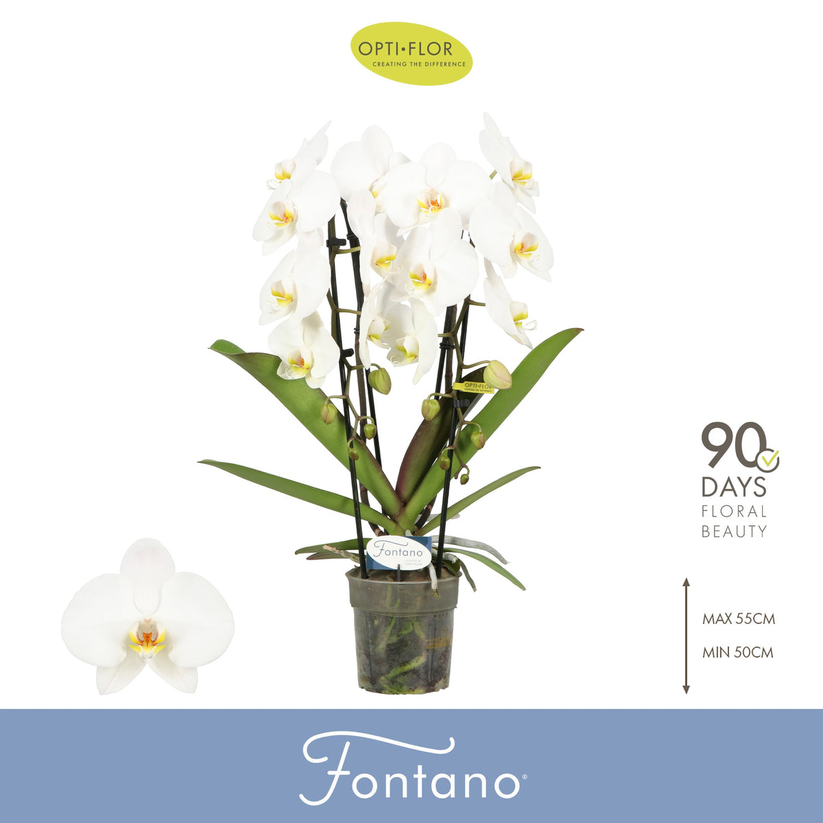 Phalaenopsis Fontano Versailles 60cm 12cm Pot